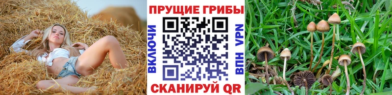 Галлюциногенные грибы Magic Shrooms  как найти наркотики  Темрюк 